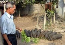 Kỹ thuật nuôi heo rừng thuần chủng