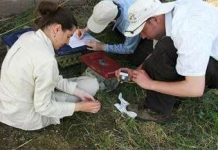 Cưỡng bức thằn lằn tái định cư