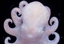 Tổ tiên của loài bạch tuộc vẫn còn sống Tổ tiên của loài bạch tuộc vẫn còn sống