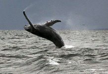 Tại sao cá voi lưng gù biến mất ở Hawaii?