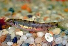 Phát hiện 12 loài cá nước ngọt mới