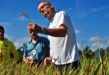 Đi tìm giống lúa “3 chống”