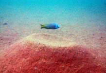 Cá xây lâu đài cát để thu hút bạn tình