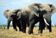 Indonesia nghiên cứu dùng voi cảnh báo động đất