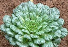 Rau cải bẹ xanh hình hoa hồng có giá trị dinh dưỡng cao