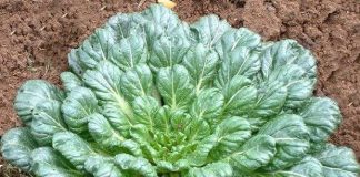 Rau cải bẹ xanh hình hoa hồng có giá trị dinh dưỡng cao