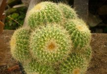 Kỹ thuật trồng và chăm sóc xương rồng Kỹ thuật trồng và chăm sóc xương rồng