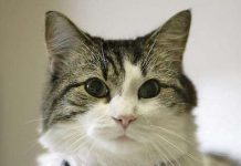 Mèo giúp cảnh báo cơn động kinh của chủ