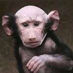 Hói đầu vì được mẹ… cưng Hói đầu vì được mẹ... cưng