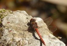 Chuồn chuồn cái sẽ giả chết để tránh bị con đực gạ tình Chuồn chuồn cái sẽ giả chết để tránh bị con đực gạ tình