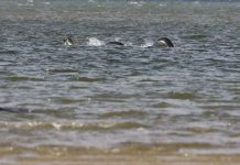 Bức ảnh thuyết phục nhất chụp quái vật hồ Loch Ness