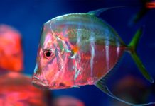 Những loài cá tàng hình độc đáo Những loài cá tàng hình độc đáo