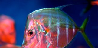 Những loài cá tàng hình độc đáo