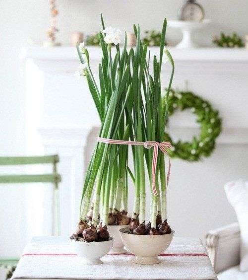 Cách trồng hoa thủy tiên đón Tết cho năm mới an lành