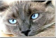 Tìm ra tổ tiên của mèo nhà