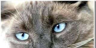 Tìm ra tổ tiên của mèo nhà