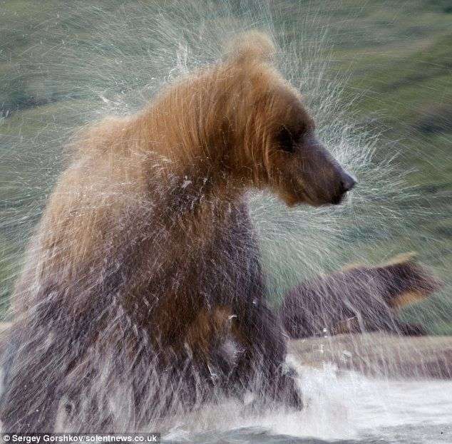 Cận cảnh gấu săn cá hồi ở Nga