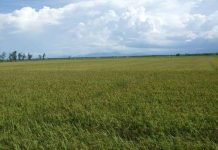 Chứng nhận nhãn hiệu cho lúa giống Hương Điền