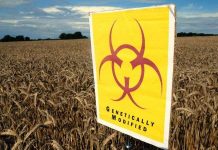 Ảnh hưởng đáng sợ của cây trồng biến đổi gene