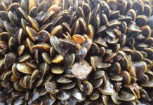 Quên Piranha đi! Đây mới là sinh vật nguy hiểm nhất rừng rậm Amazon