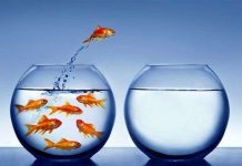 Sự thật về “não cá vàng” và lời giải cho trí nhớ Sự thật về "não cá vàng" và lời giải cho trí nhớ