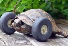 Cụ rùa 90 tuổi được lắp bánh xe làm chân giả