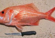 Bắt được "cụ" cá hồi đỏ 84 tuổi