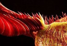 Cây ăn thịt người có hình dạng giống người ngoài hành tinh