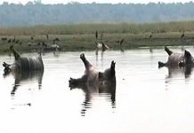 Hơn 100 hà mã chết trên sông nghi do bệnh than ở Namibia Hơn 100 hà mã chết trên sông nghi do bệnh than ở Namibia