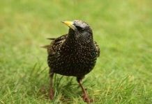 Đôi mắt cũng là “cửa sổ tâm hồn” ở loài chim