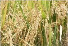 Giống lúa mới: Ít nước hơn, sản lượng cao hơn