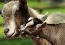 Gia súc tại Mỹ mất tai hàng loạt