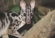 Cầy vằn quý hiếm về Việt Nam Cầy vằn quý hiếm về Việt Nam