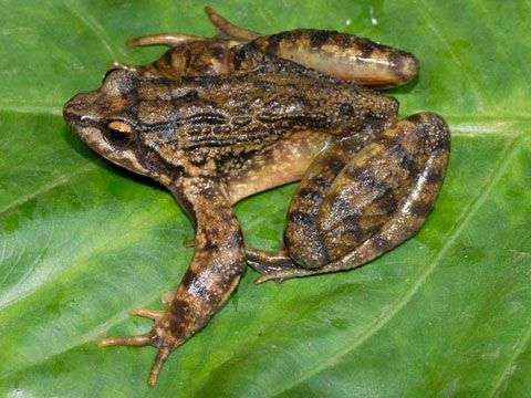Tìm thấy 5 loại ếch kì dị