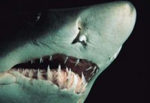 Liệu cá mập có thể ngửi thấy mùi một giọt máu cách nó 400m? Liệu cá mập có thể ngửi thấy mùi một giọt máu cách nó 400m?