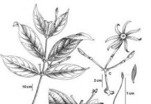 Phát hiện loài hoa nhài mới ở Quảng Nam