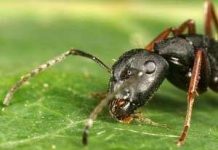 Thông tin liên lạc giữa động vật Thông tin liên lạc giữa động vật