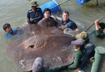 Cá đuối to bằng xe ôtô chết hàng loạt trên sông Thái Lan