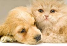 Chó và mèo có thể chung sống hòa thuận Chó và mèo có thể chung sống hòa thuận