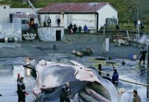 Nhật Bản: Cá voi có vây sắp tuyệt chủng