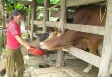 Phát triển chăn nuôi đại gia súc ở vùng Tây Nguyên