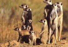 Lợi thế của động vật biết "nghiệp vụ" gián điệp