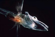 Những công nghệ động vật khai phá, làm tốt hơn cả người