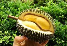 Bột vỏ sầu riêng sẽ giúp thu hồi dầu tràn ven biển Bột vỏ sầu riêng sẽ giúp thu hồi dầu tràn ven biển