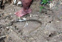 Dấu chân người khổng lồ bí hiểm ở Malaysia Dấu chân người khổng lồ bí hiểm ở Malaysia