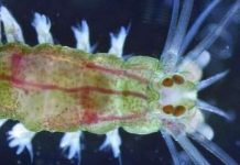 Đôi mắt đơn giản chỉ gồm hai tế bào dẫn động vật nổi đến với ánh sáng