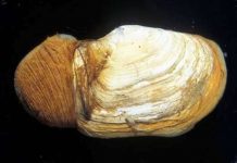 Chế tạo gel tự phục hồi từ trai