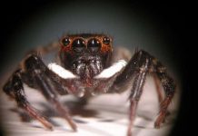 Bí ẩn bước nhảy của nhện Adanson