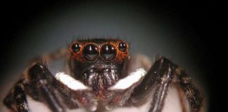 Bí ẩn bước nhảy của nhện Adanson