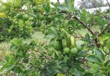 Những loại trái cây không hạt thu lời “khủng” của dân Việt Những loại trái cây không hạt thu lời "khủng" của dân Việt